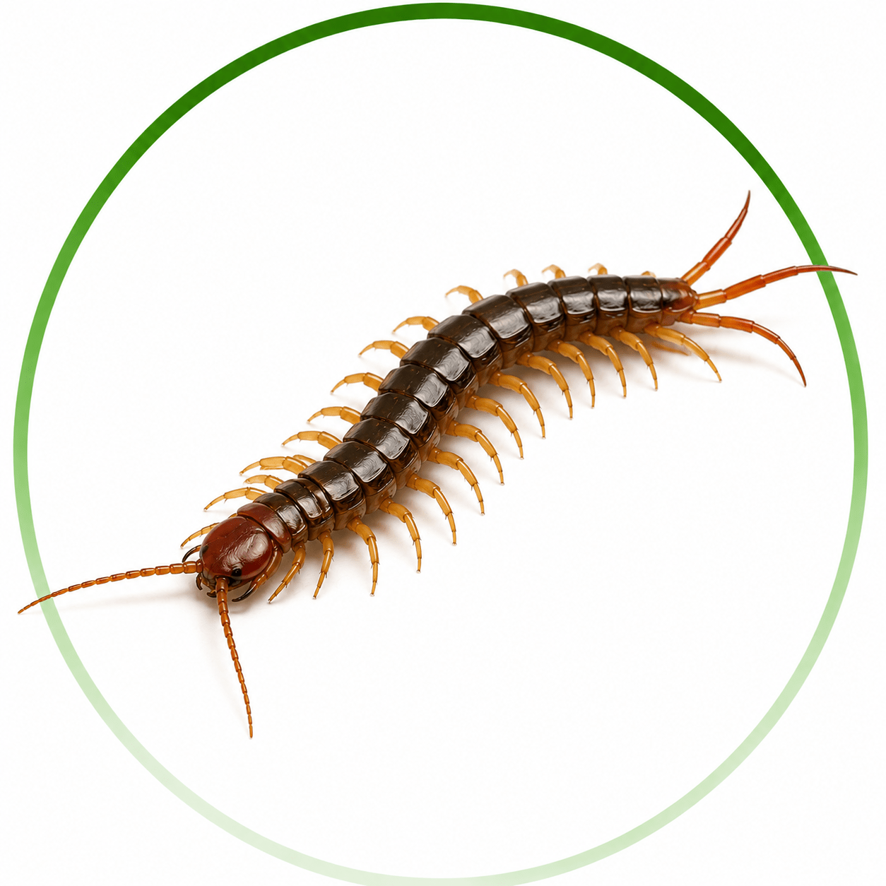 Centipedes Control