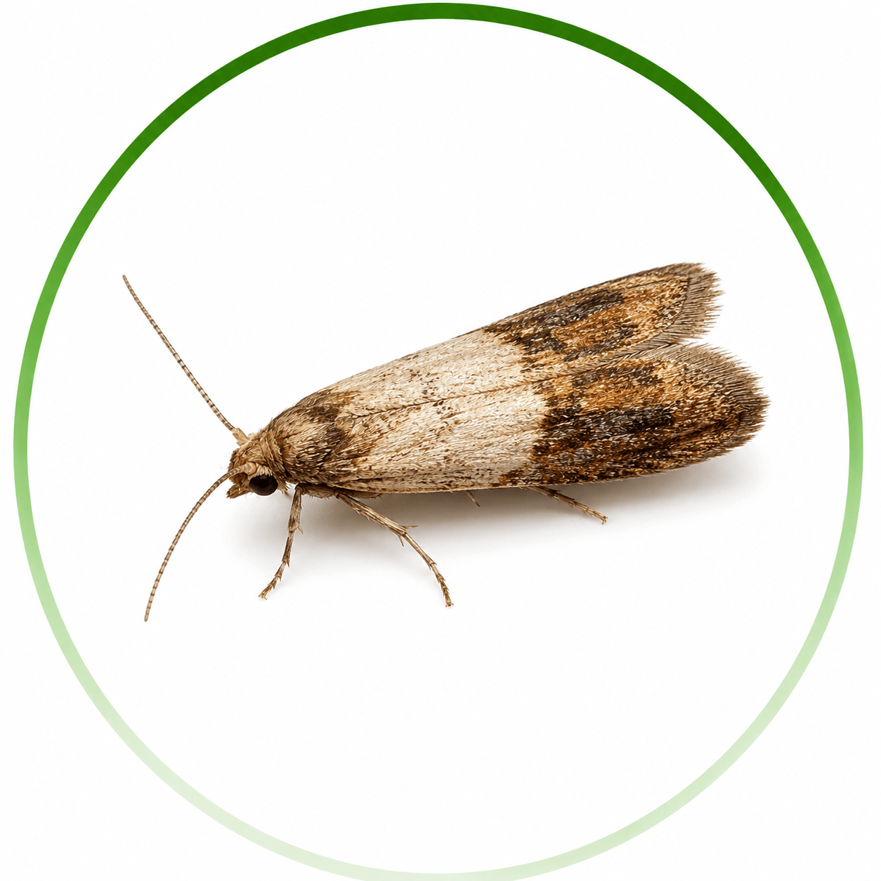 Moth Control