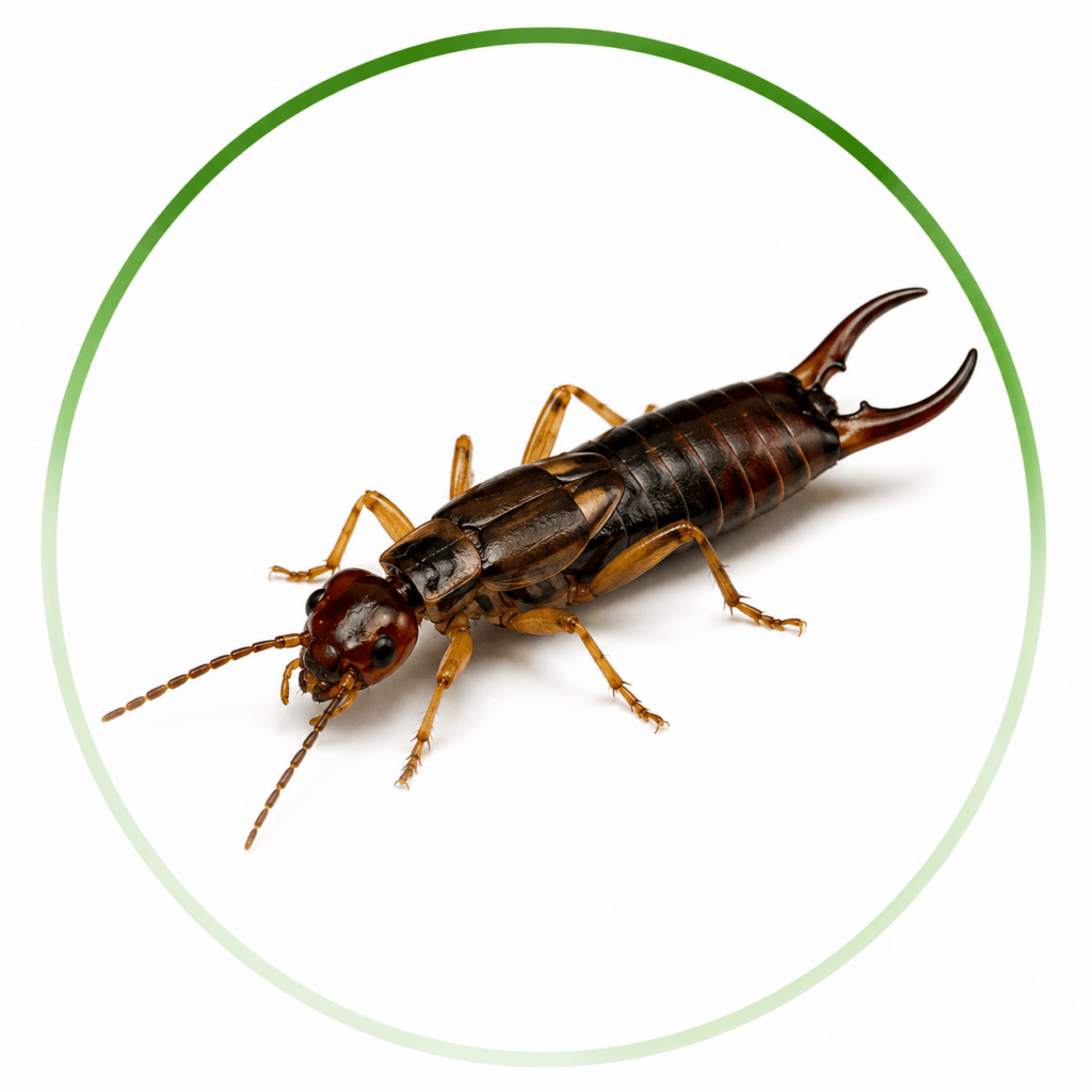 Earwigs Control