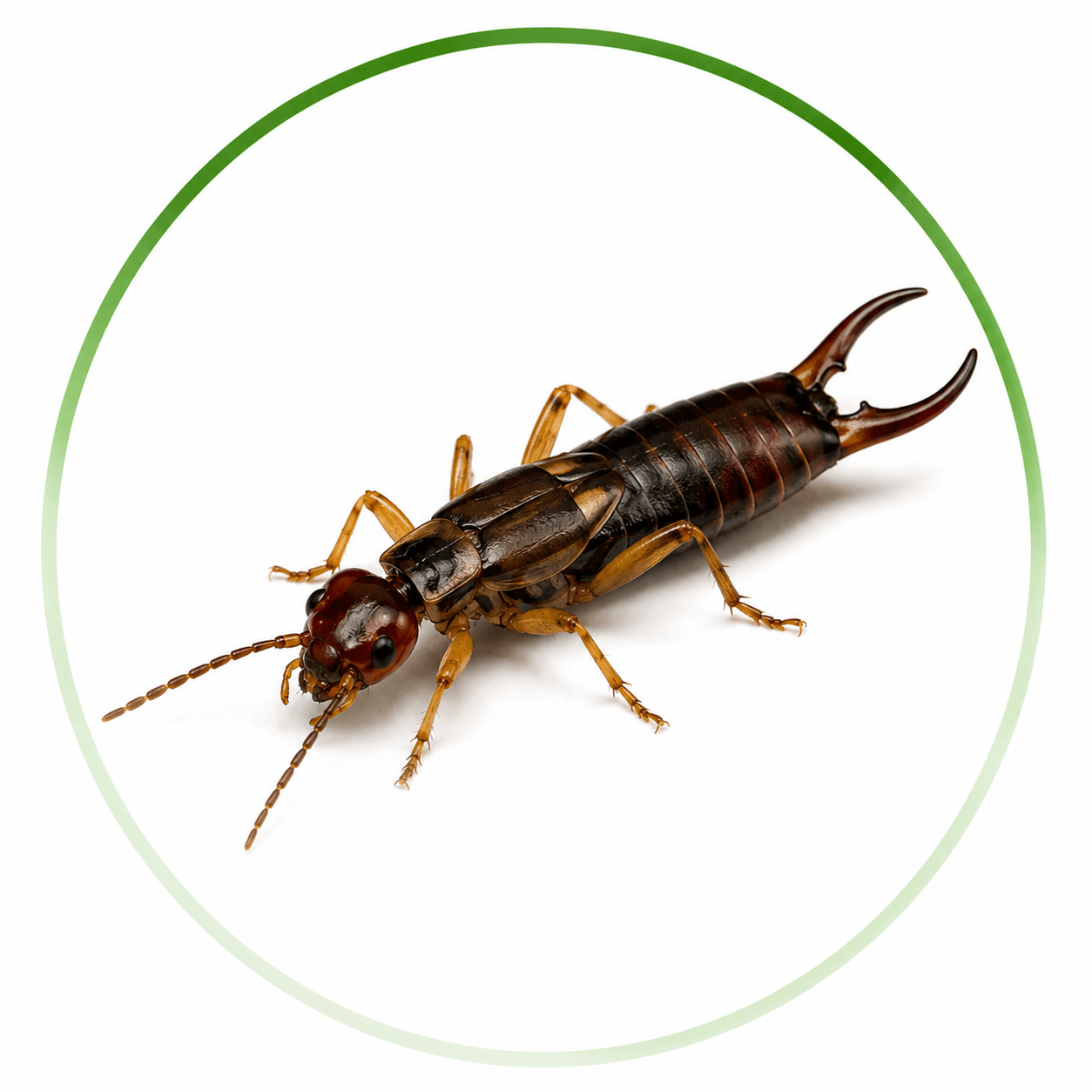 Earwigs Control
