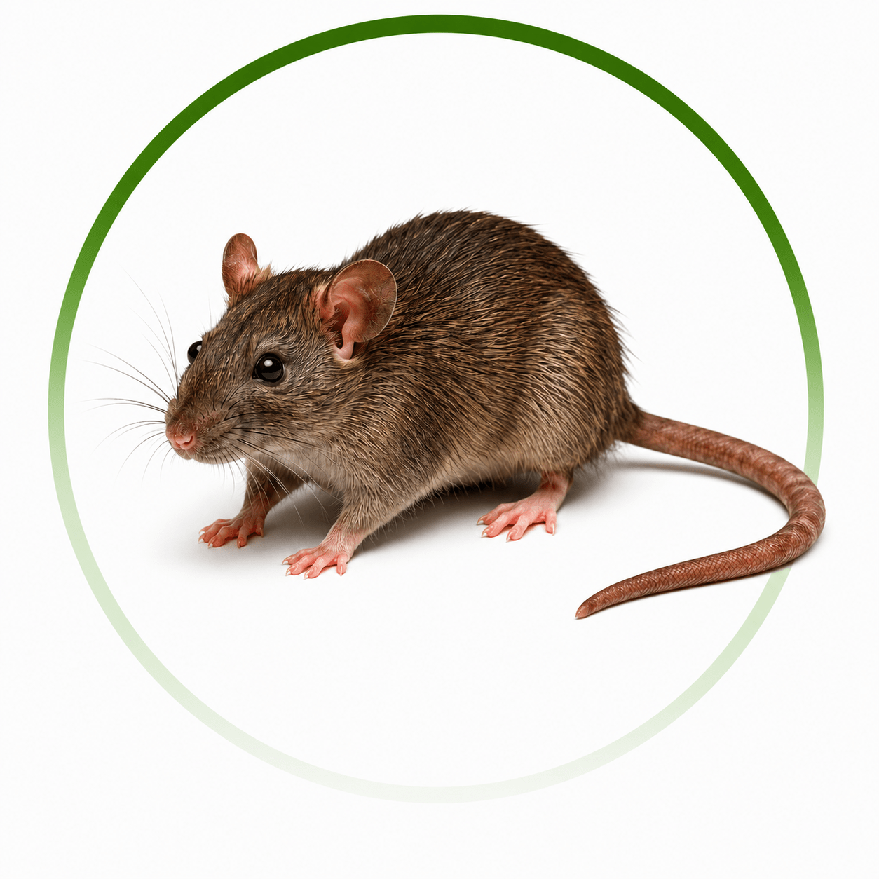 Rodent Control Albany for Homes