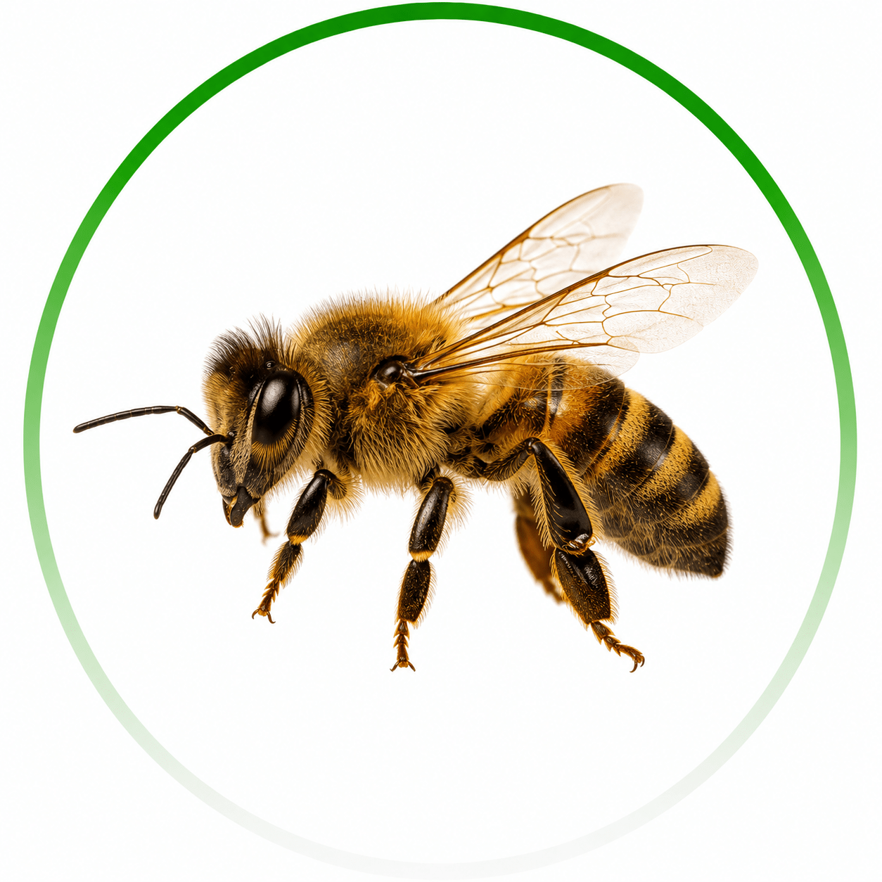 Professional Bee Removal Albany Homeowners