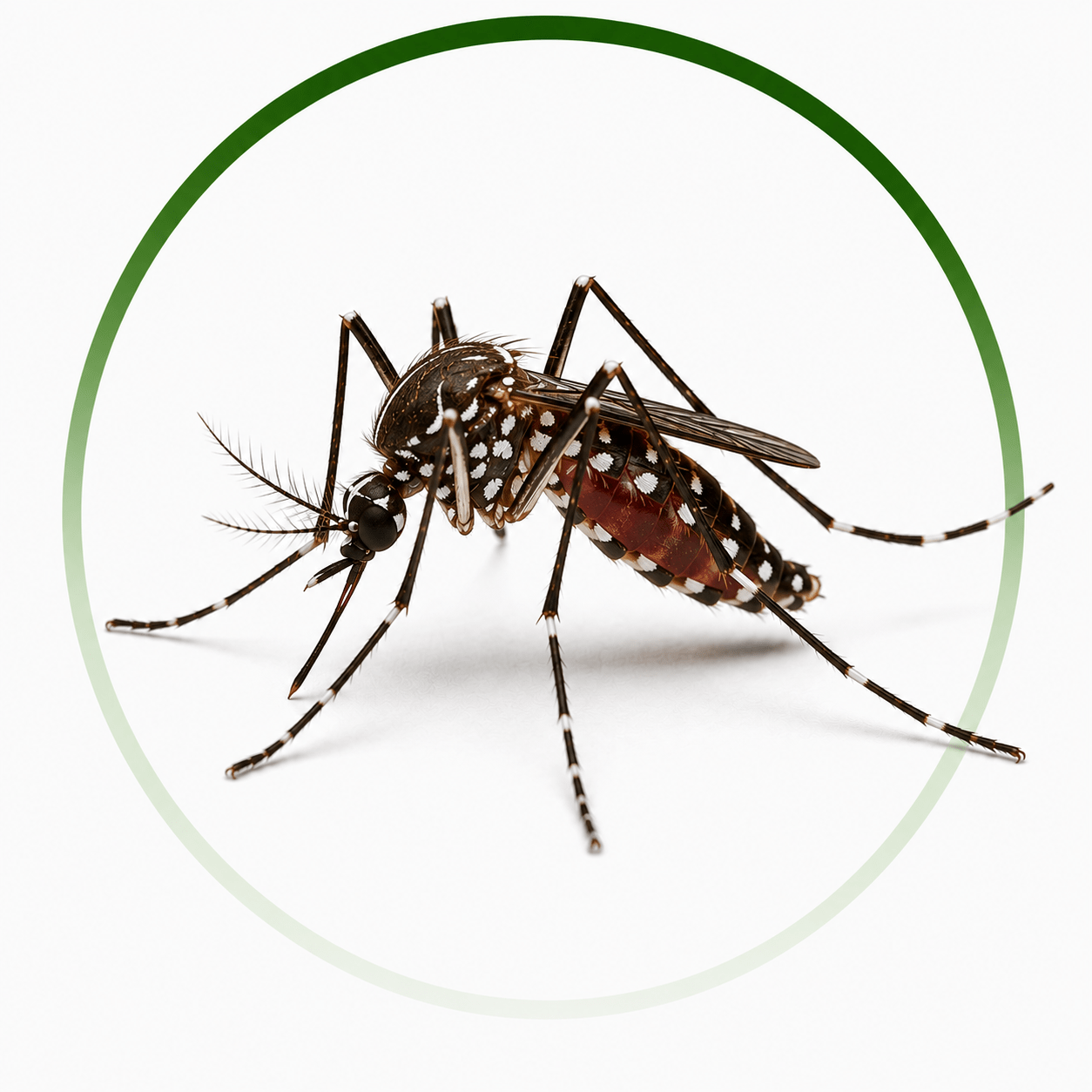 Professional Mosquito Control Albany for Homes