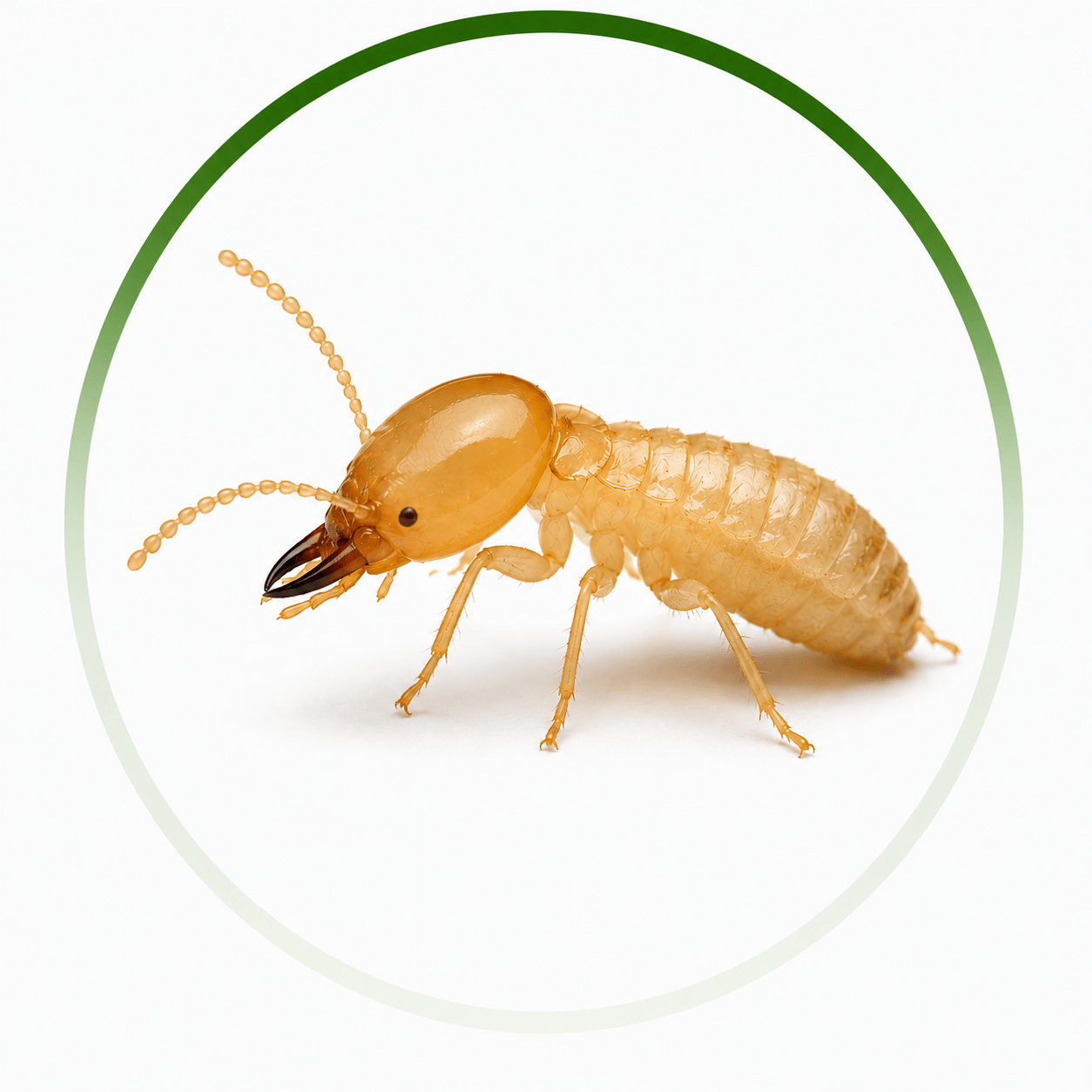Professional Termite Control Albany for Homes