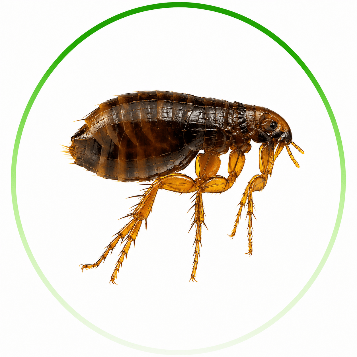 Professional Flea Treatment Albany for Homes
