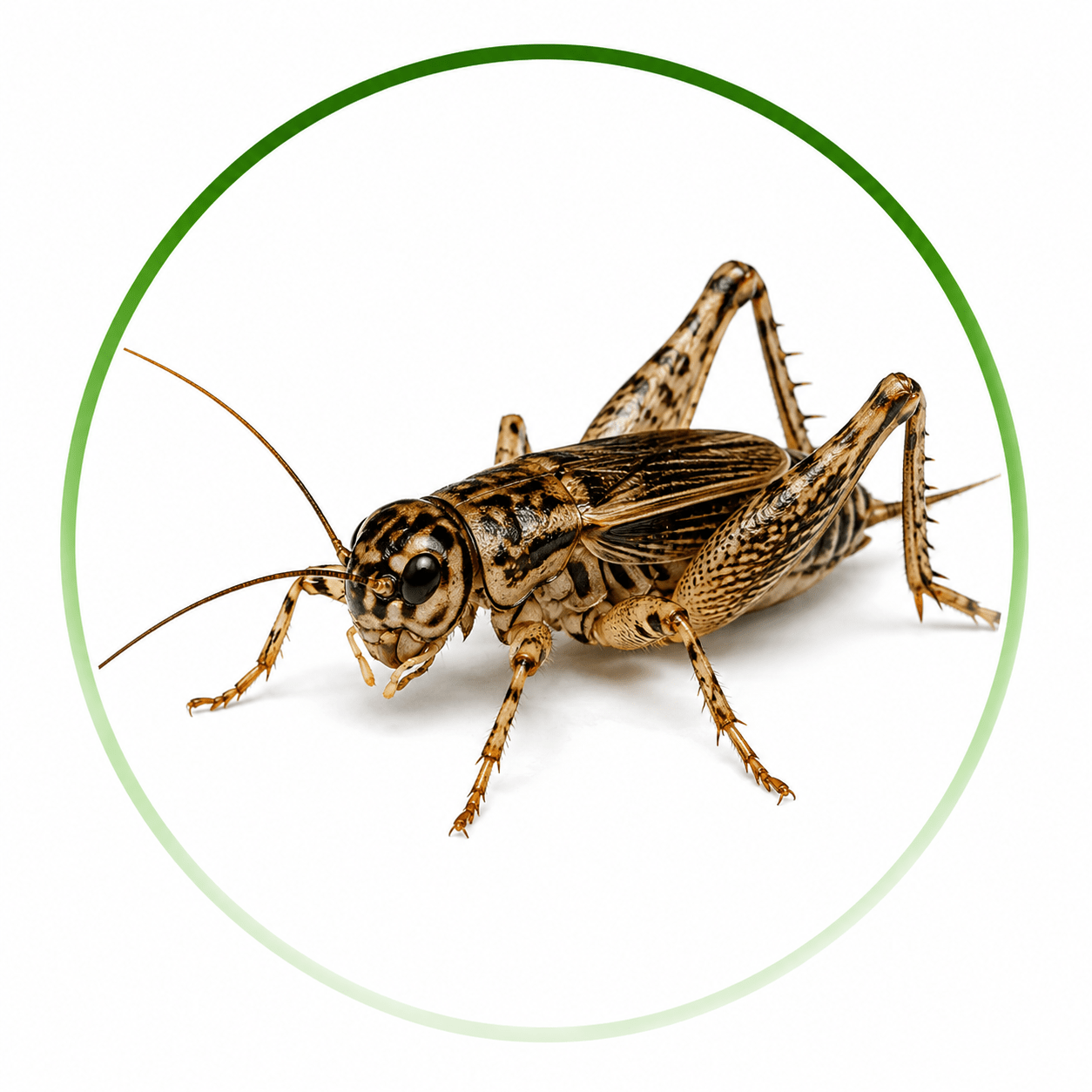 Cricket Removal