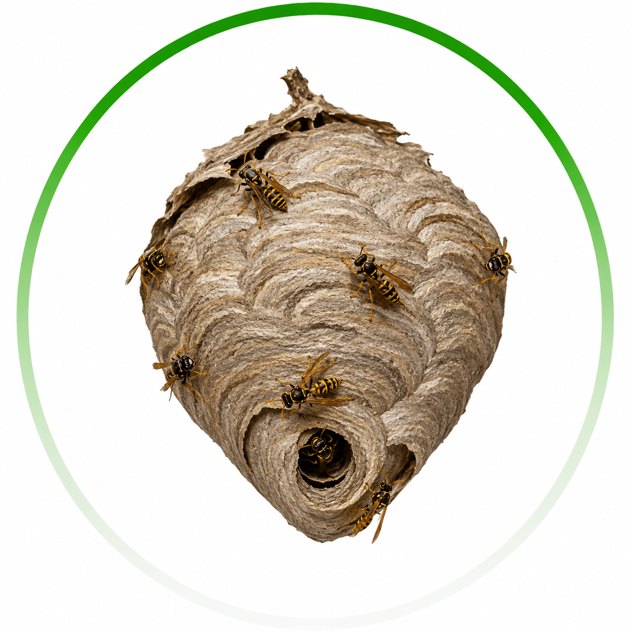 local pest control Albany