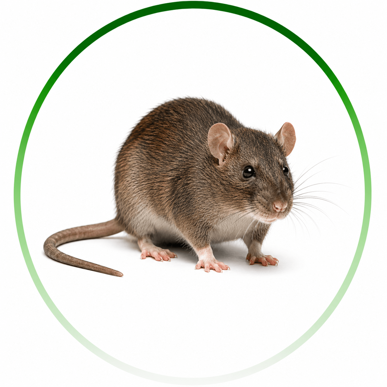 pest control near Albany