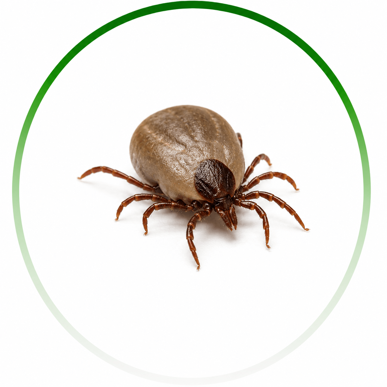 Tick Control
