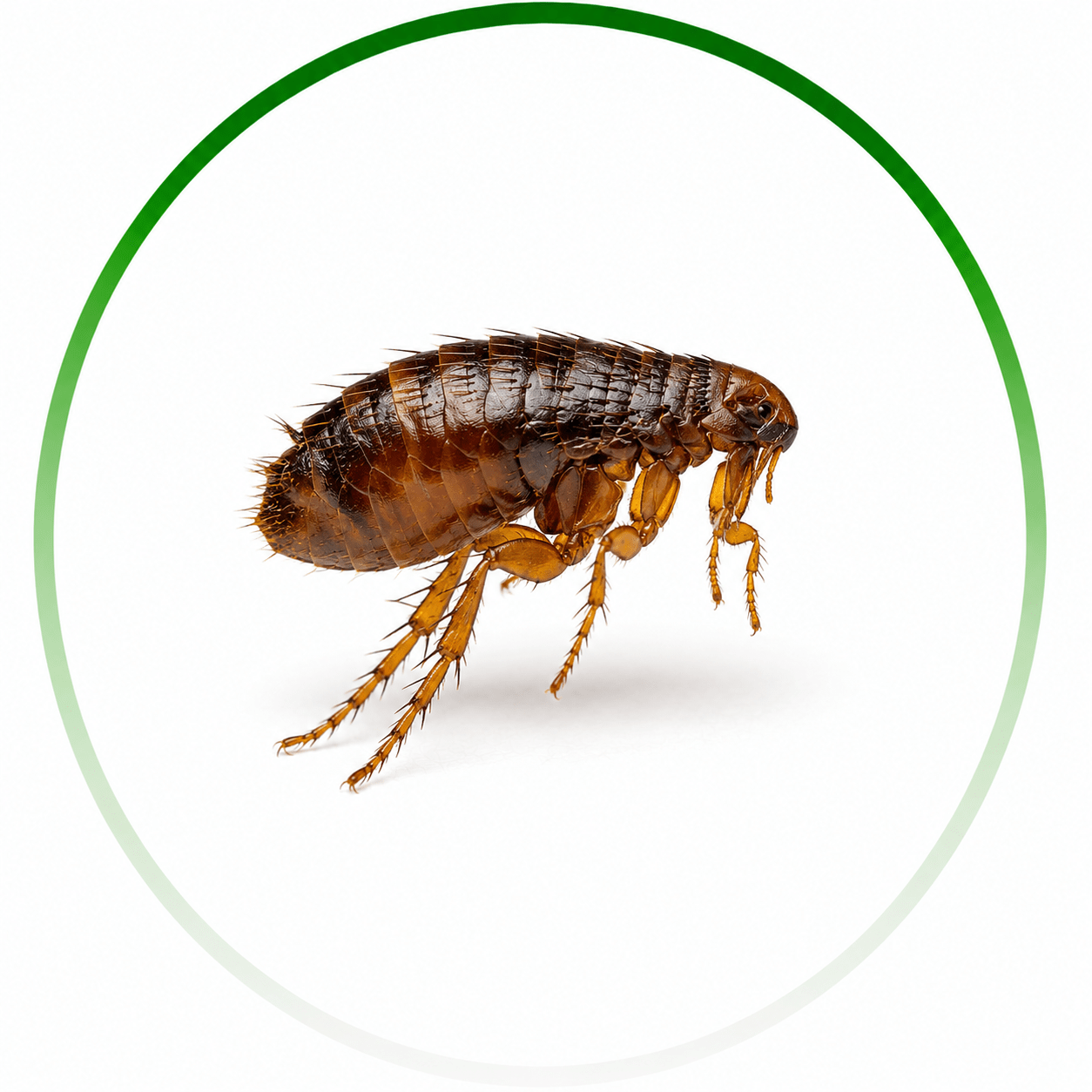 Flea Control