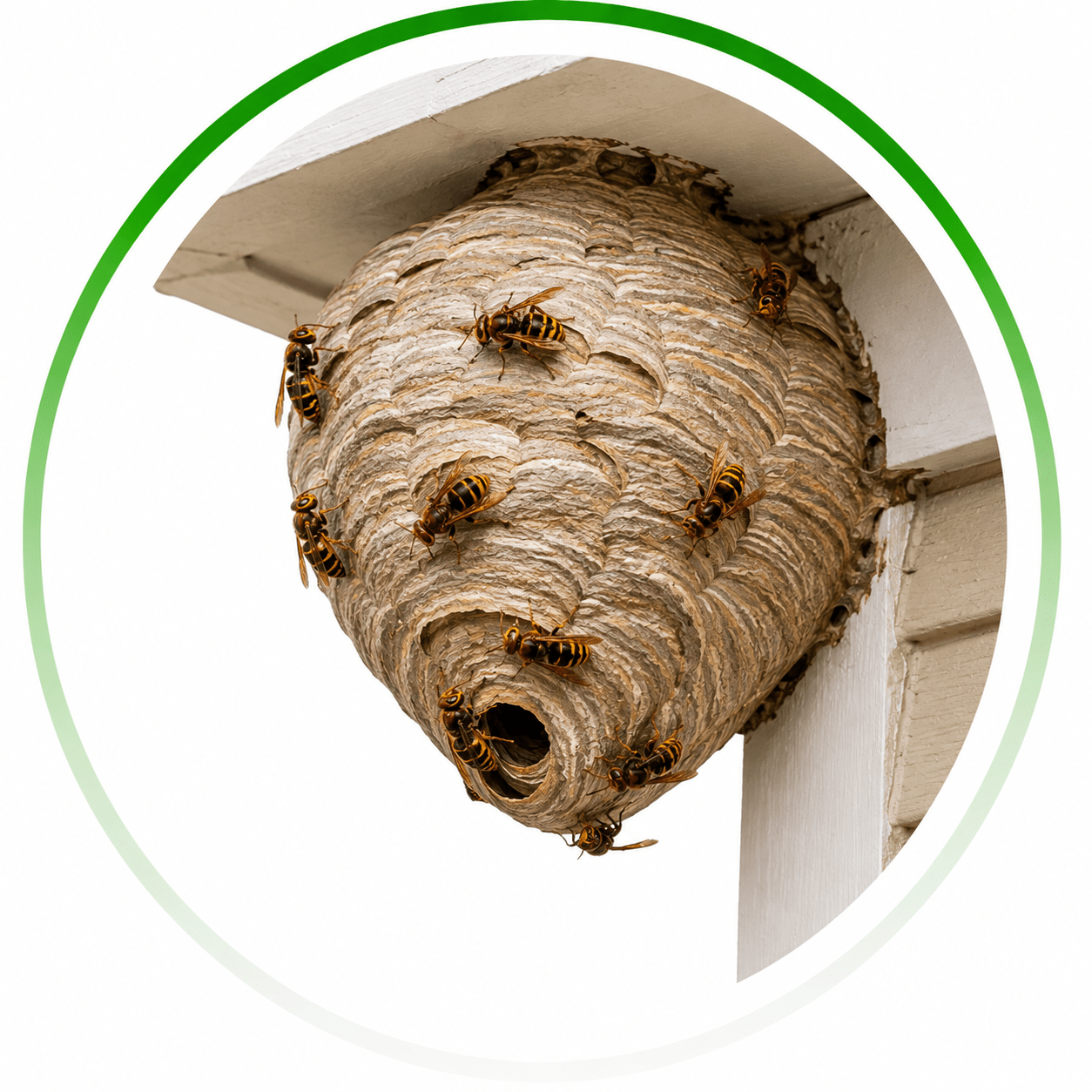 residential pest control Albany